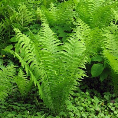 Matteucia struthiopteris - Fougère d'Allemagne (User:Vzb83 / wikimedia.org)