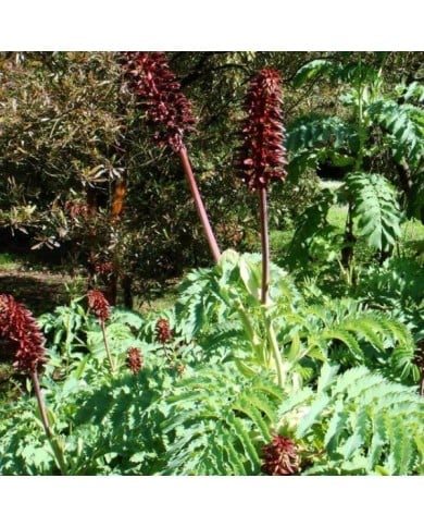 Melianthus major (Stefano Bolognini / wikimedia.org)