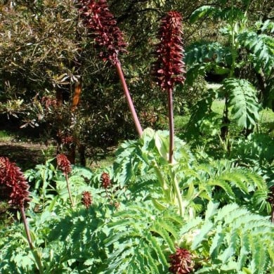 Melianthus major (Stefano Bolognini / wikimedia.org)
