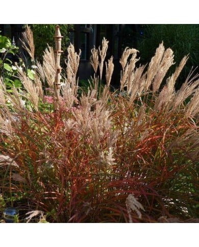 Miscanthus sinensis 'Ferner Osten' (Schnobby / wikimedia.org)