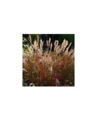 Miscanthus sinensis 'Ferner Osten' (Schnobby / wikimedia.org)