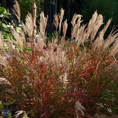 Miscanthus sinensis 'Ferner Osten' (Schnobby / wikimedia.org)