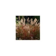 Miscanthus sinensis 'Ferner Osten' (Schnobby / wikimedia.org)