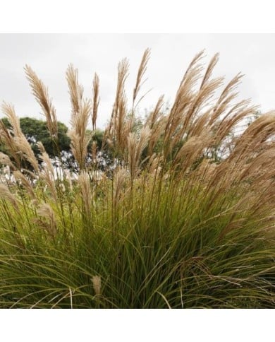 Miscanthus sinensis 'Gracillimus' (Gonzalo / Adobe Stock)