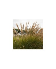 Miscanthus sinensis 'Gracillimus' (Gonzalo / Adobe Stock)