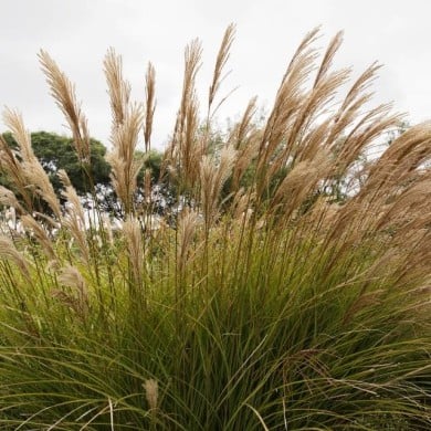 Miscanthus sinensis 'Gracillimus' (Gonzalo / Adobe Stock)
