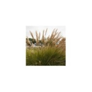 Miscanthus sinensis 'Gracillimus' (Gonzalo / Adobe Stock)