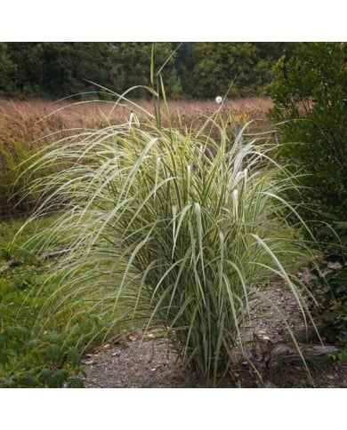 Miscanthus sinensis 'Variegatus' - Flickr F. D. Richards - 1