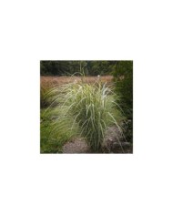 Miscanthus sinensis 'Variegatus' - Flickr F. D. Richards - 1