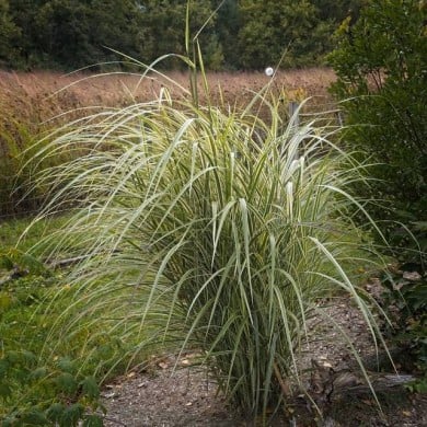 Miscanthus sinensis 'Variegatus' - Flickr F. D. Richards - 1