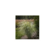 Miscanthus sinensis 'Variegatus' - Flickr F. D. Richards - 1