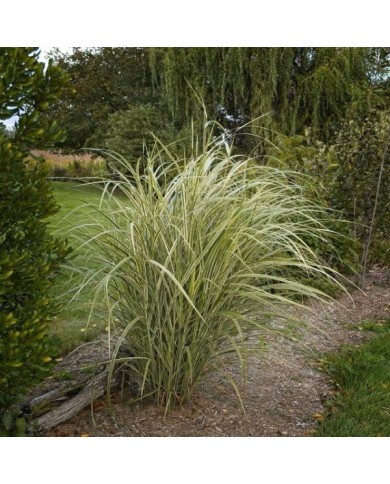 Miscanthus sinensis 'Variegatus' - Flickr F. D. Richards - 2