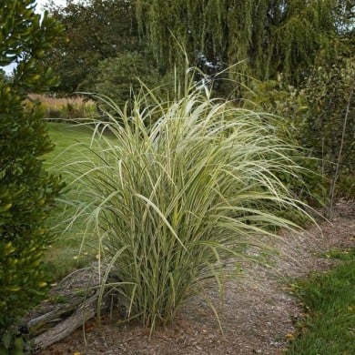 Miscanthus sinensis 'Variegatus' - Flickr F. D. Richards - 2