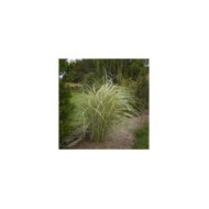 Miscanthus sinensis 'Variegatus' - Flickr F. D. Richards - 2
