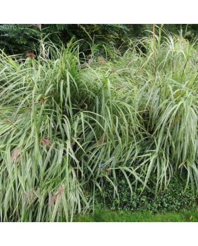 Miscanthus sinensis 'Variegatus' - Flickr Leonora (Ellie) Enking