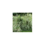 Miscanthus sinensis 'Variegatus' - Flickr Leonora (Ellie) Enking