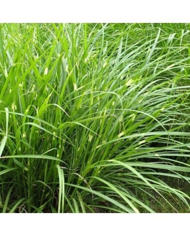 Miscanthus sinensis 'Zebrinus' (Krzysztof Ziarnek - Kenraiz / wikimedia.org)