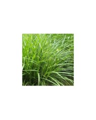 Miscanthus sinensis 'Zebrinus' (Krzysztof Ziarnek - Kenraiz / wikimedia.org)