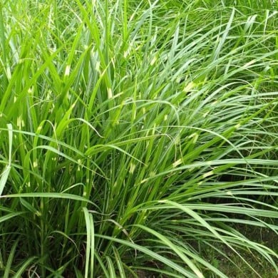 Miscanthus sinensis 'Zebrinus' (Krzysztof Ziarnek - Kenraiz / wikimedia.org)