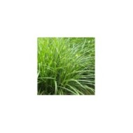 Miscanthus sinensis 'Zebrinus' (Krzysztof Ziarnek - Kenraiz / wikimedia.org)