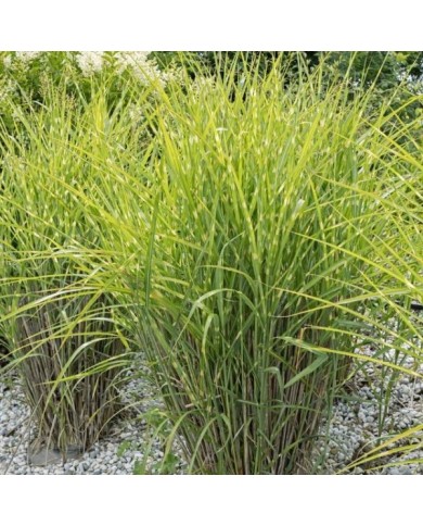 Miscanthus sinensis 'Zebrinus' (hcast / Adobe Stock)