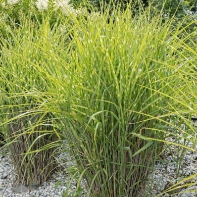 Miscanthus sinensis 'Zebrinus' (hcast / Adobe Stock)