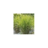 Miscanthus sinensis 'Zebrinus' (hcast / Adobe Stock)