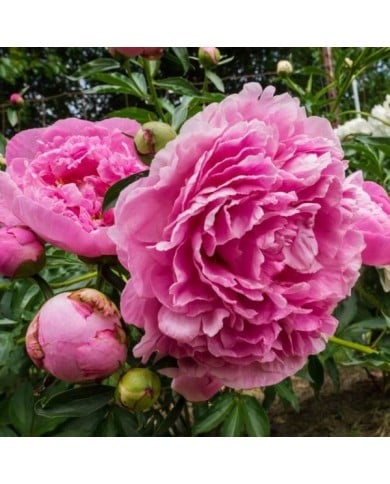 Pivoine Dr Alexander Fleming (F. D. Richards / flickr.com)