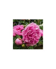Pivoine Dr Alexander Fleming (F. D. Richards / flickr.com)