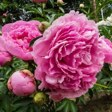 Pivoine Dr Alexander Fleming (F. D. Richards / flickr.com)