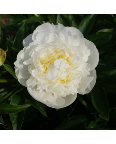 Pivoine Duchesse de Nemours (F. D. Richards / flickr.com)