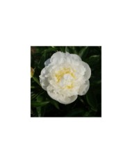 Pivoine Duchesse de Nemours (F. D. Richards / flickr.com)