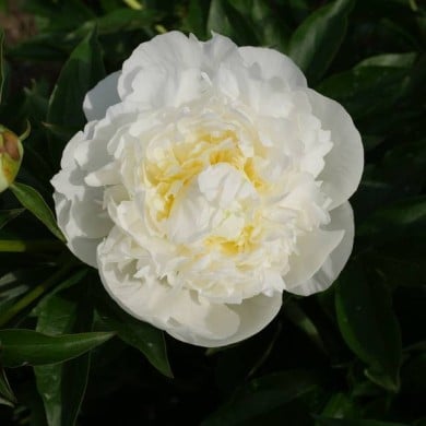 Pivoine Duchesse de Nemours (F. D. Richards / flickr.com)
