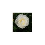 Pivoine Duchesse de Nemours (F. D. Richards / flickr.com)
