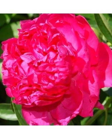 Pivoine Felix Supreme (David Stang / wikimedia.org)