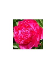 Pivoine Felix Supreme (David Stang / wikimedia.org)