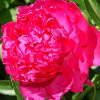 Pivoine Felix Supreme (David Stang / wikimedia.org)