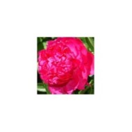 Pivoine Felix Supreme (David Stang / wikimedia.org)