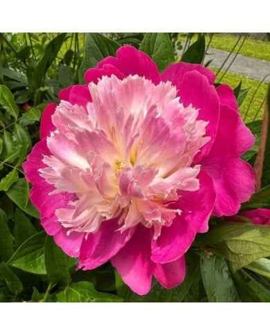 Paeonia 'Gay Paree' - Pivoine (Michael Wolf / wikimedia.org)