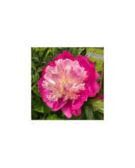 Paeonia 'Gay Paree' - Pivoine (Michael Wolf / wikimedia.org)