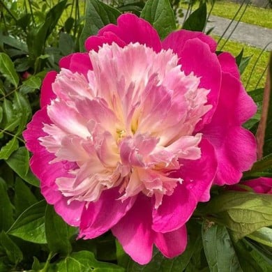 Paeonia 'Gay Paree' - Pivoine (Michael Wolf / wikimedia.org)