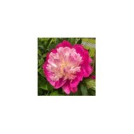Paeonia 'Gay Paree' - Pivoine (Michael Wolf / wikimedia.org)
