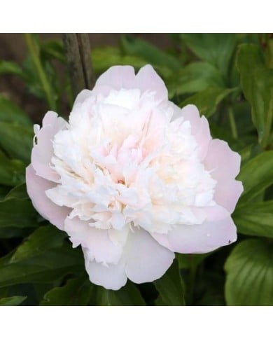 Paeonia 'Noemie Demay' - Pivoine (Sailko / wikimedia.org)