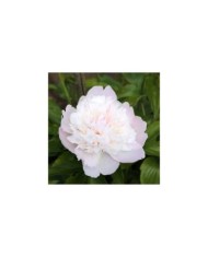 Paeonia 'Noemie Demay' - Pivoine (Sailko / wikimedia.org)