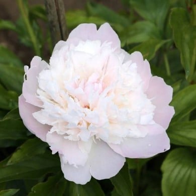 Paeonia 'Noemie Demay' - Pivoine (Sailko / wikimedia.org)
