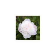 Paeonia 'Noemie Demay' - Pivoine (Sailko / wikimedia.org)
