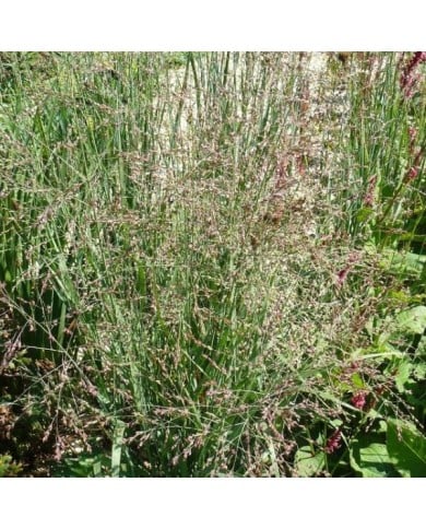 Panicum virgatum 'Heavy Metal' - Flickr - Staudengärtnerei Forssman