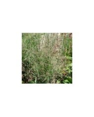 Panicum virgatum 'Heavy Metal' - Flickr - Staudengärtnerei Forssman
