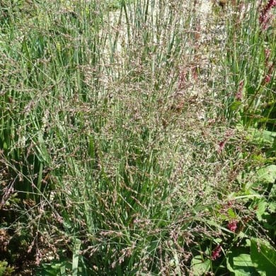Panicum virgatum 'Heavy Metal' - Flickr - Staudengärtnerei Forssman