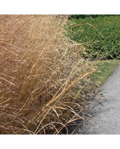 Panicum virgatum 'Heavy Metal' - Flickr - Andrey Zharkikh